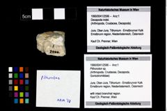 Foto (Objekt + Etikett) von Pithonoton sp.  (NHMW-GEO-1990-0041-2596)